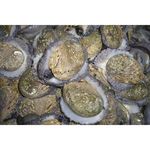 Shellfish