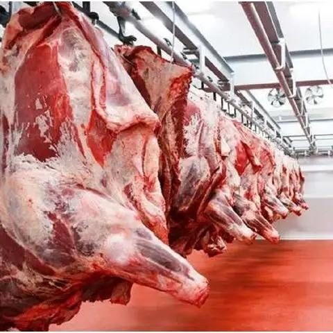Quick Promotion Ongoing for Halal Buffalo Boneless Meat/ Frozen Beef Frozen Beef